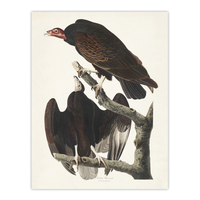 Turkey Buzzard Vulture Audubon Nature Huge Wall Art Print 18X24 In
