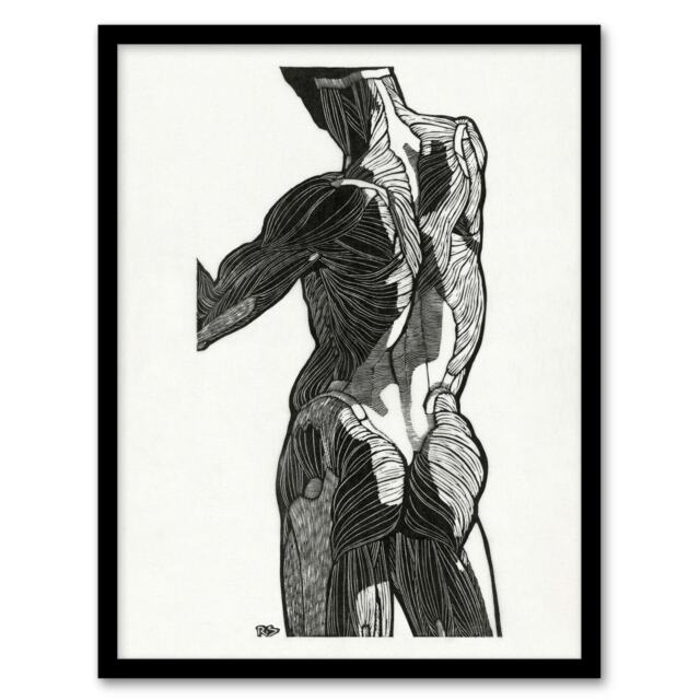 "Anatomical study of gluteal muscles Stolk Framed Wall Art Print 12X16"""