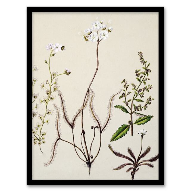 "New Zealand Drosera Arcturi Plant Flowers Featon Framed Wall Art Print 12X16"""