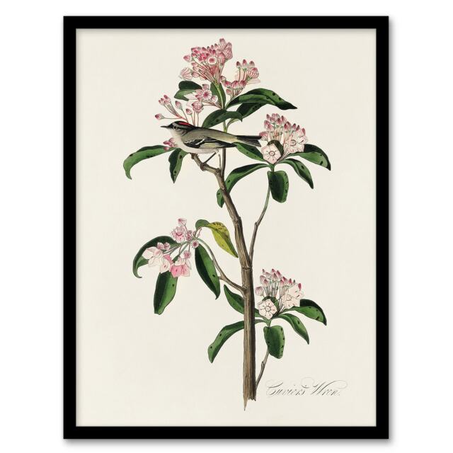 "Cuviers Kinglet Bird and Mountain Laurel Audubon Framed Wall Art Print 12X16"""