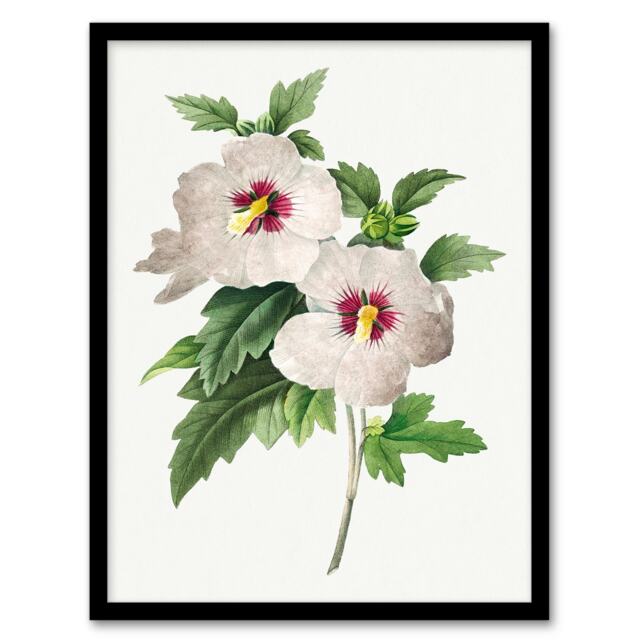 Pierre J Redoute Framed Wall Art Vintage Hibiscus Flower Illustration Home Décor