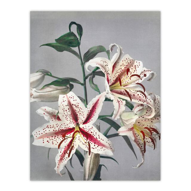 "White Pink Spotted Lily Flowers Vintage Wall Art Print Kazumasa 12x16"""