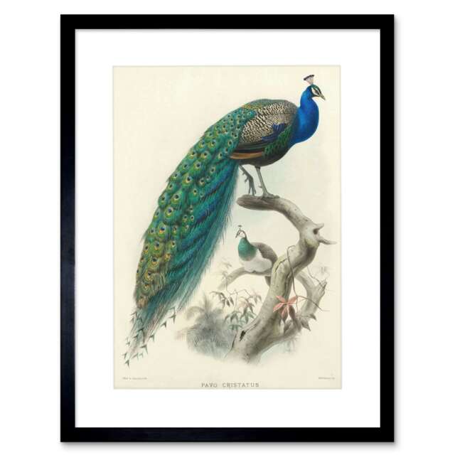 "Animal Peacock Bird Scientific Pavo Cristatus 12x16"" Framed Wall Art Print"
