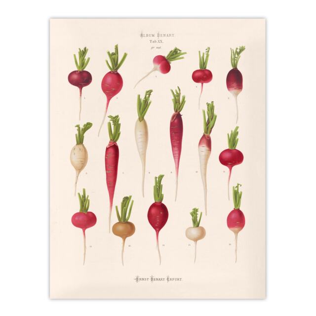 "Radishes from Album Benary Ernst Benary Wall Art Poster Print 12X16"""