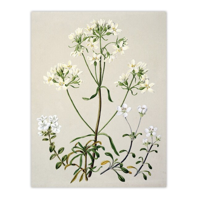 New Zealand White Gentiana Flowers Featon Huge Wall Art Print 18X24 In
