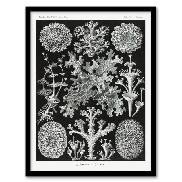 Ernst Haeckel Framed Wall Art Lichen Species Vintage Illustration Home Décor