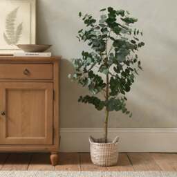 Large Eucalyptus Tree In Pot - Faux Potted Plant - The Cotswold Company - thumbnail 1