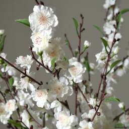 Faux Flower Arrangement Cherry Blossom - The Cotswold Company - thumbnail 2