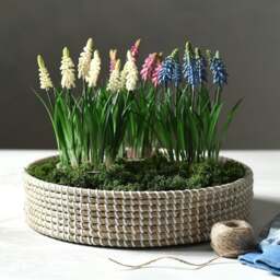 Faux Potted Plant White Grape Hyacinth - The Cotswold Company - thumbnail 2