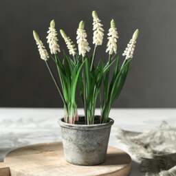 Faux Potted Plant White Grape Hyacinth - The Cotswold Company - thumbnail 1