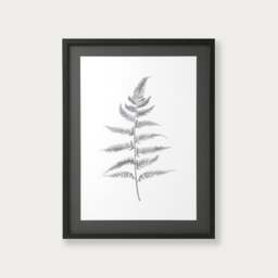 Wall Art Lynsey Dorman Botanical Study Iv Large (63.5x83.5cm) - The Cotswold Company