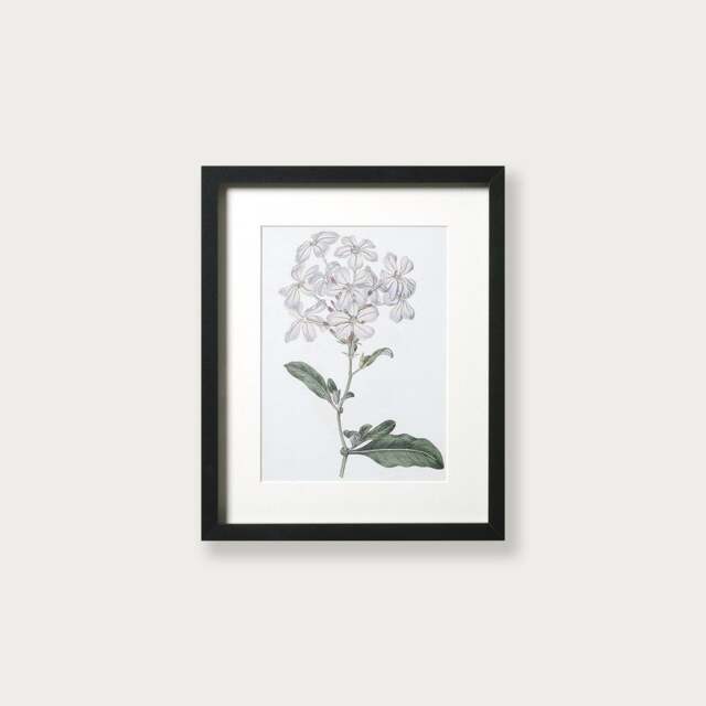 Wall Art Antique Botanical Iii Small (26x32cm) - The Cotswold Company