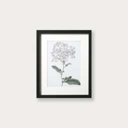 Wall Art Antique Botanical Iii Small (26x32cm) - The Cotswold Company