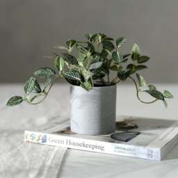 Faux Potted Plant Potted Fittonia Plant - The Cotswold Company - thumbnail 1