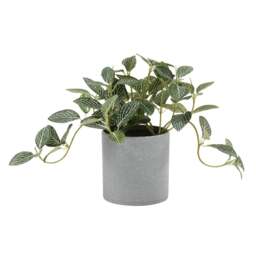 Faux Potted Plant Potted Fittonia Plant - The Cotswold Company - thumbnail 2