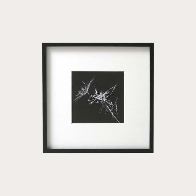 Wall Art M. Gilmour Goats Beard (42x42cm) - The Cotswold Company - image 1