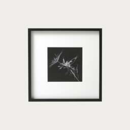Wall Art M. Gilmour Goats Beard (42x42cm) - The Cotswold Company - thumbnail 1