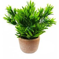 Terracotta Pot Honey Plant - Honey Dark