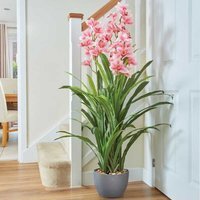 Artificial Orchid Plant - Pink & Green
