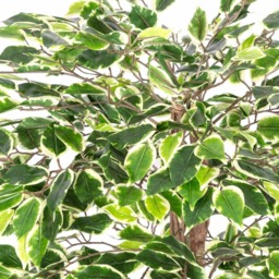 Homescapes Variegated Green Artificial Ficus Tree with Real Wood Trunk, 4 Ft - Green - thumbnail 2
