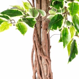 Homescapes Variegated Green Artificial Ficus Tree with Real Wood Trunk, 4 Ft - Green - thumbnail 3