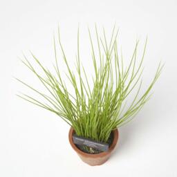 Homescapes Artificial Chive Plant in Decorative Pot - Terracotta - thumbnail 2