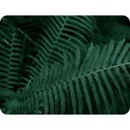 Plants Background. Biophilia Trend Blanket - Green - thumbnail 2