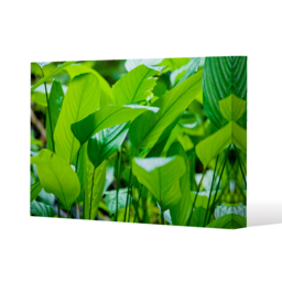 Green leaf background abstract of nature Canvas Print - Green / 41cm / 61cm - thumbnail 2