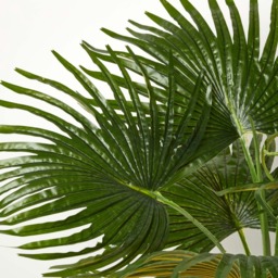 Homescapes Artificial Fan Palm Tree in Pot, 80 cm Tall - Green - thumbnail 5