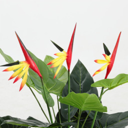75cm Artificial Potted Bird of Paradise Palm Tree - Green - thumbnail 4