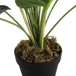 75cm Artificial Potted Bird of Paradise Palm Tree - Green - thumbnail 5