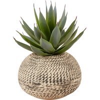 Aloe in Textured Pot - Green and Cream