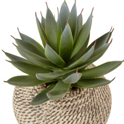 Aloe in Textured Pot - Green and Cream - thumbnail 4