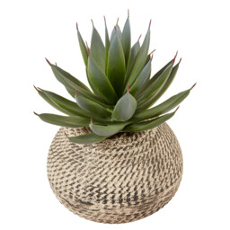 Aloe in Textured Pot - Green and Cream - thumbnail 3