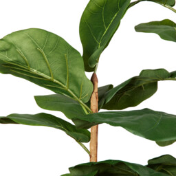 Fiddle Tree - Green - thumbnail 3