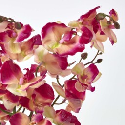 Homescapes Cream and Pink Phalaenopsis Artificial Orchid with Natural Base - Pink & Cream - thumbnail 2