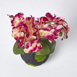 Homescapes Cream and Pink Phalaenopsis Artificial Orchid with Natural Base - Pink & Cream - thumbnail 3