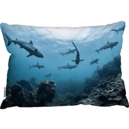 Schooling Grey Reef Sharks, Ningaloo Reef, Western Australia Cushion - Blue - thumbnail 2