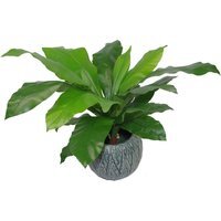 Bushy Large Artificial Bird s Nest Fern Plant - Dark Bushy Fern