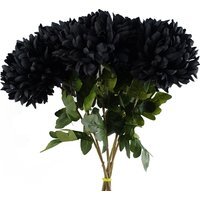 Pack of 6 x Extra Large Reflex Chrysanthemum -  Black Chrysanthemum