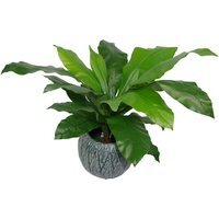 Large Artificial Bird's Nest Fern Plant Bushy - Green