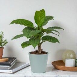 Ceramic Indoor Matt Grey Plant Pot - 15cm - thumbnail 3