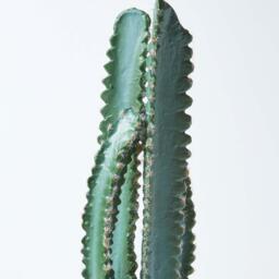 Homescapes Hylcocereus Artificial Cactus In Decorative Stone Pot, 49 cm Tall - Green - thumbnail 4