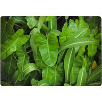 Abstract Background Of Dark Green Leaves Designer Rug - Green / 150cm - thumbnail 1