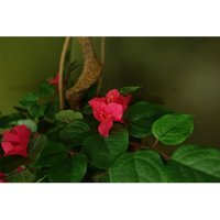 Pink Japanese Artificial Silk Bougainvillea Tree - Japanese Blossom - thumbnail 1