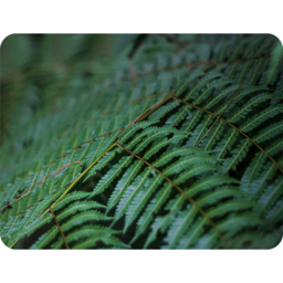 Grren Leaves Pattern And Texture At Indonesia Blanket - Green - thumbnail 2