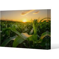 field at sunset Canvas Print Canvas Print - Green / 41cm / 61cm - image 1