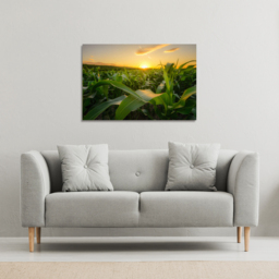 field at sunset Canvas Print Canvas Print - Green / 41cm / 61cm - thumbnail 2