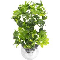 Artificial Gold Capella Plant - Green