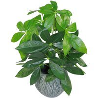Artificial Money Tree Plant with Evergreen Leaves - Jade Plant'